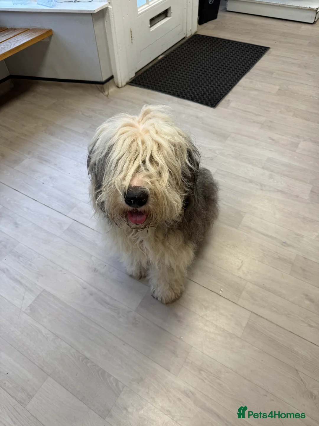 Old English Sheepdog dogs for stud: Ollie  - Advert 2