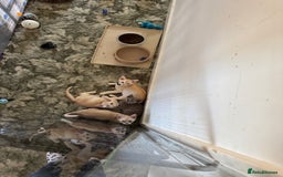 Burmese cats for sale: A fantastic litter of 7 Burmese babies  - Image 34