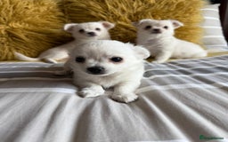 Chihuahua dogs for sale: 3 boys, long haired chihuahuas  - Image 2