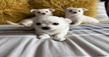 Chihuahua dogs - Advert 9