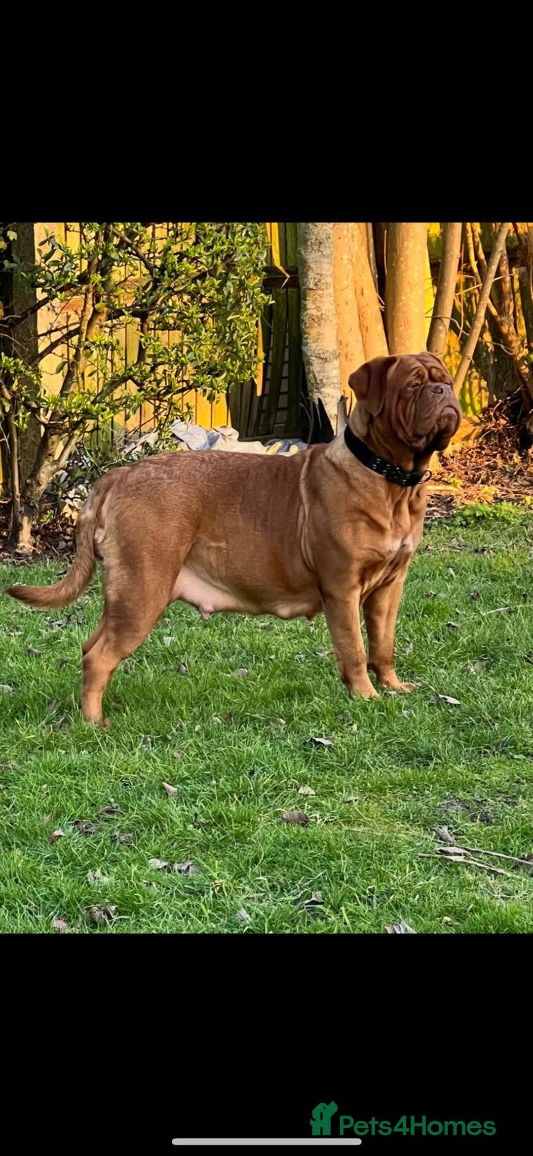 Dogue De Bordeaux dogs for sale: Stunning little of Dogue De Bordeaux puppies  - Advert 12