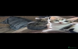 Mixed Breed cats for sale: Kittens ready now  - Image 7