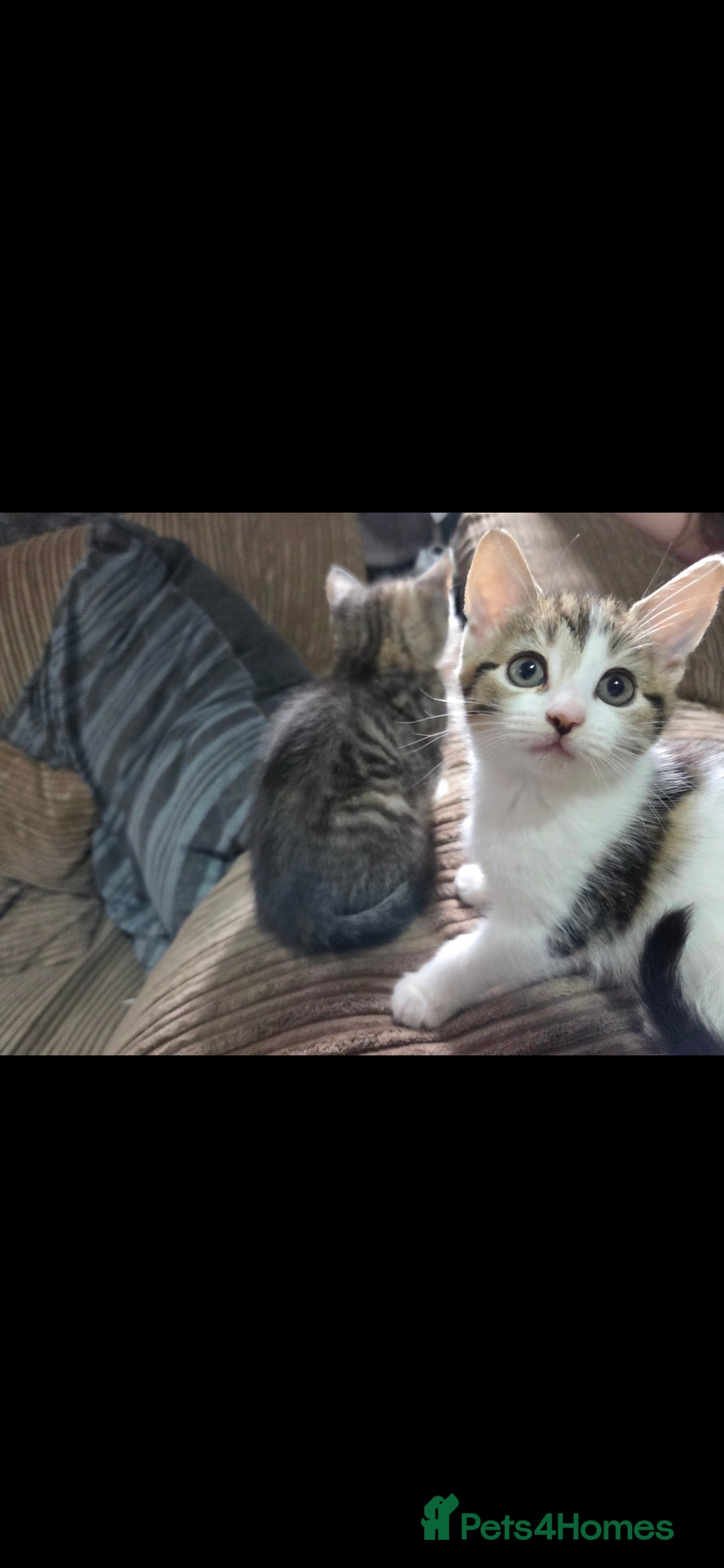 Mixed Breed cats for sale: Kittens ready now  - Image 7