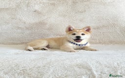 Chow Chow dogs for sale: Exotic colour chowsky puppies for sale  - Image 10
