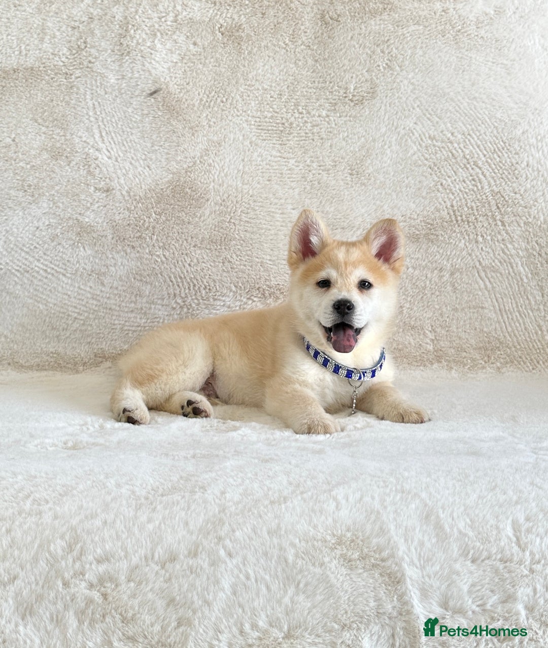 Chow Chow dogs for sale: Exotic colour chowsky puppies for sale  - Image 10