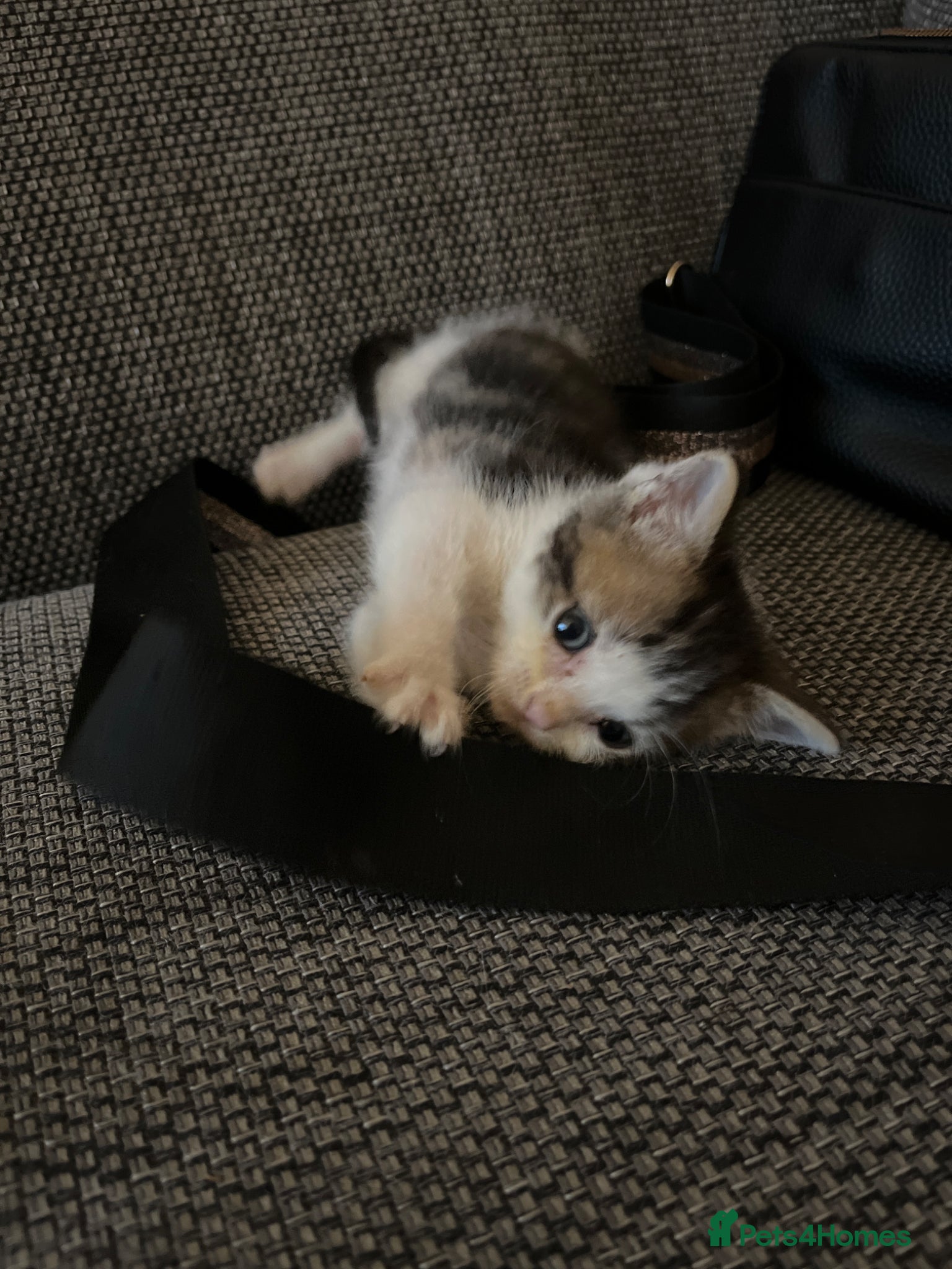 Mixed Breed cats Last tabby boy - Advert 1