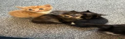 British Longhair cats for sale: Maine coon  mother -  5 half Maine coon kittens  - Advert 23