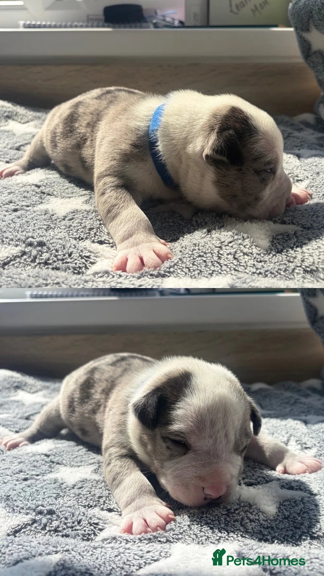 American Bully dogs for sale: Pocket Bullys - Advert 2