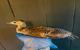Peafowl poultry for sale: Peachick for sale - Image 1