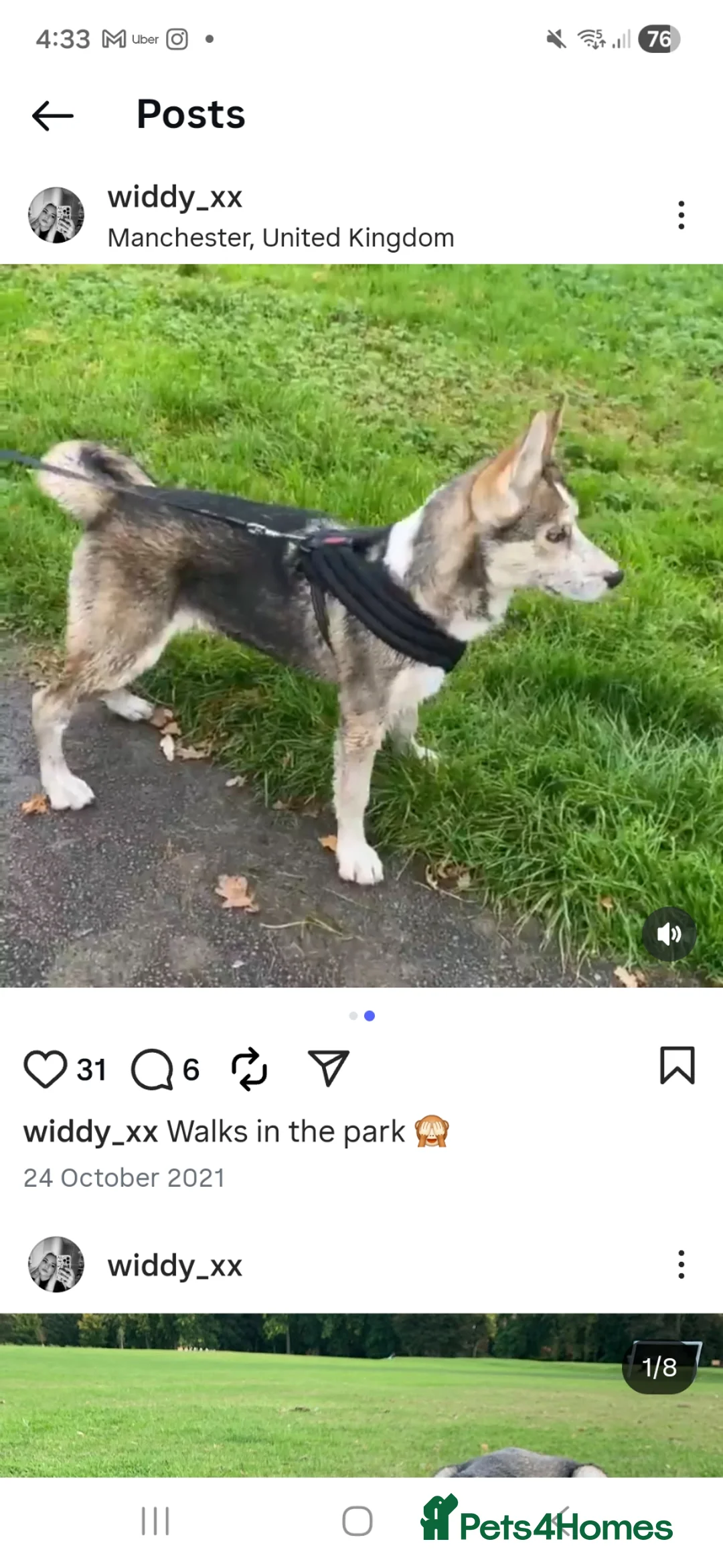Siberian Husky dogs for sale: 5 month old husky freya  in Manchester - Advert 2
