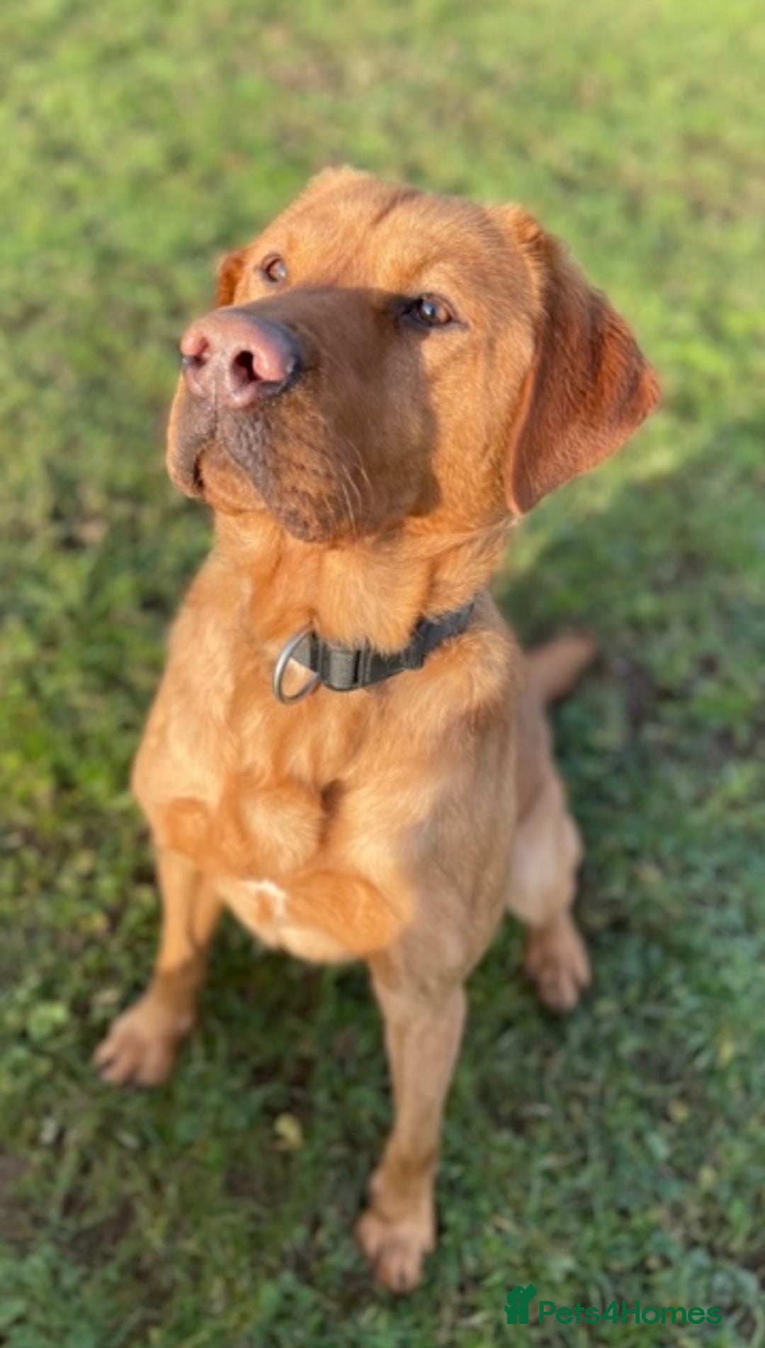 Springador dogs for sale: Springdor puppies  - Image 3