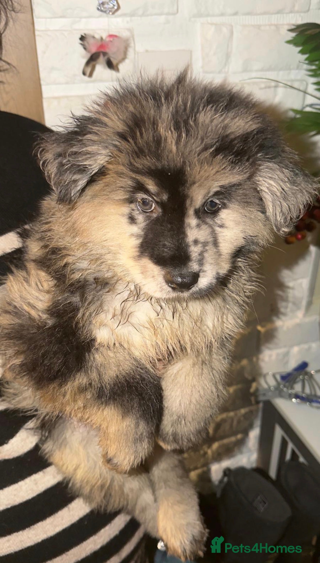 Mixed Breed dogs 🧸CHOW SHEPHERDS🧸 little bears ready now! - Advert 1