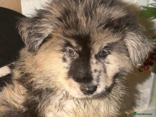 Mixed Breed dogs 🧸CHOW SHEPHERDS🧸 little bears ready now! - Advert 5