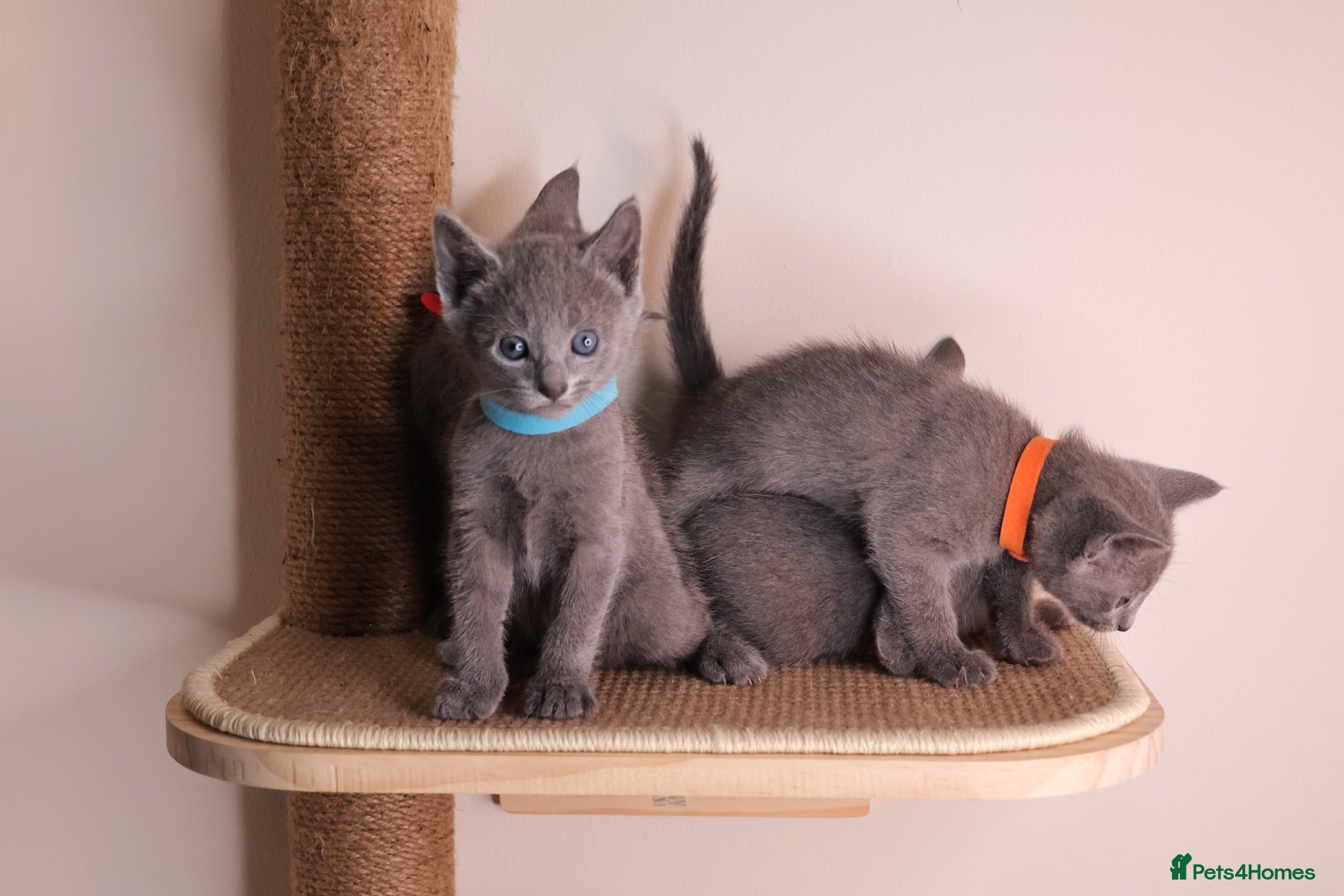 Russian Blue cats Russian Blue Kittens | TICA & GCCF | Stockport  - Advert 9