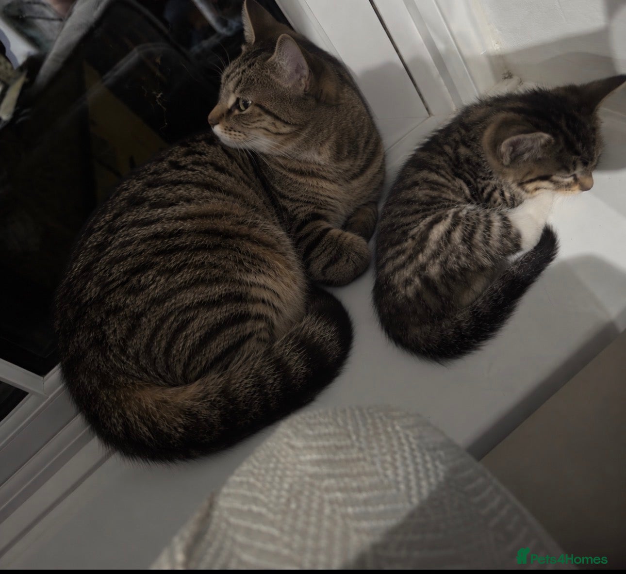 Mixed Breed cats Beautiful 8wk kitten for sale  - Advert 1