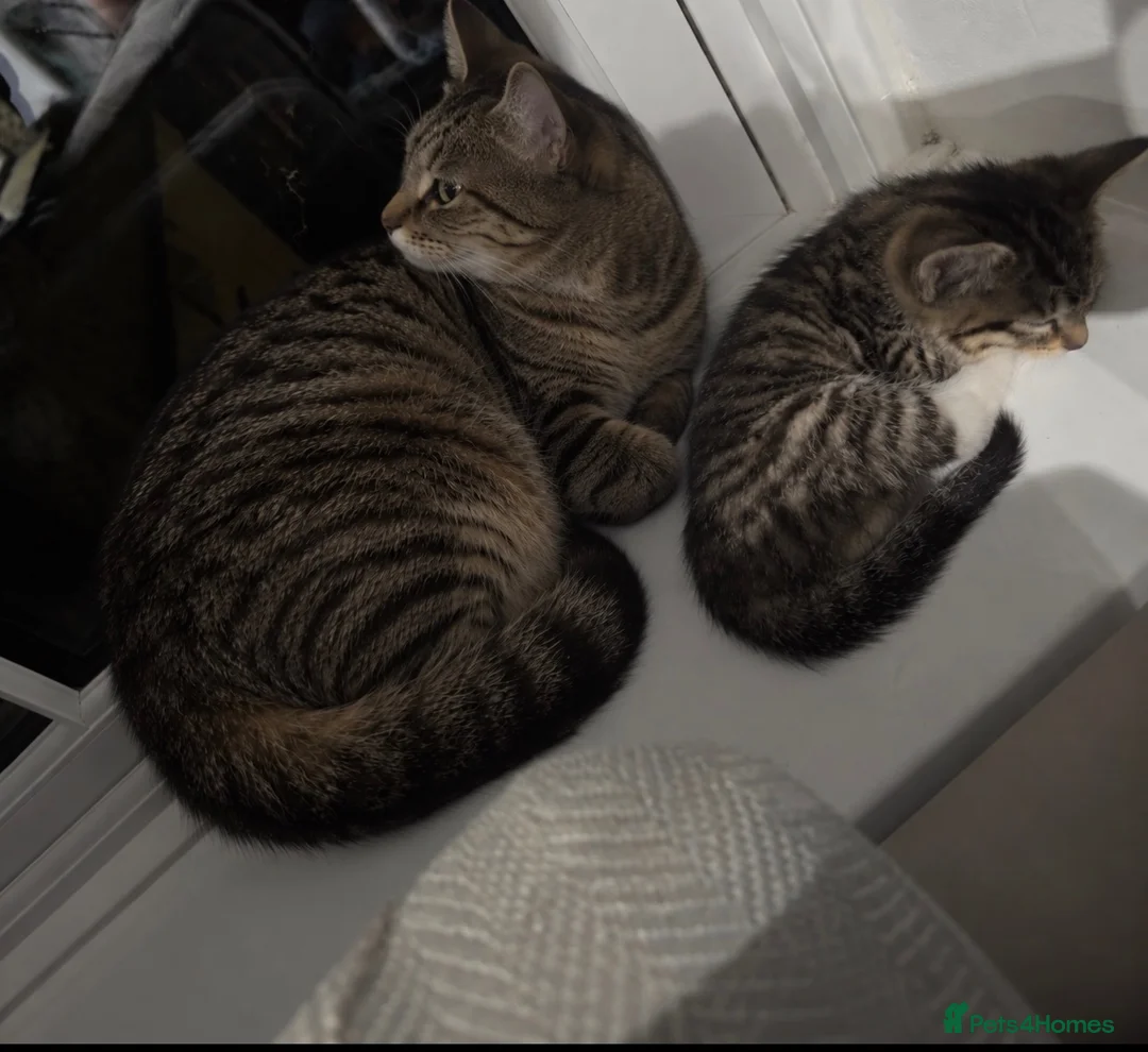 Mixed Breed cats for sale: Beautiful 8wk kitten for sale  - Advert 1