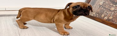 Mixed Breed Puppy 2