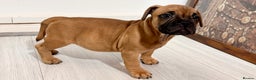 Mixed Breed dogs for sale: French Bulldog x Standard Bully Pups - Advert 21