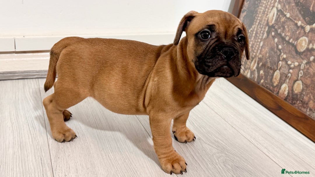 Mixed Breed dogs for sale: French Bulldog x Standard Bully Pups - Advert 21