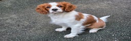 Cavalier King Charles Spaniel dogs for sale: KC Reg Cavalier King Charles pups Fully Vaccinated - Advert 11