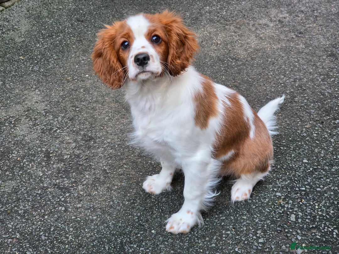 Cavalier King Charles Spaniel dogs for sale: KC Reg Cavalier King Charles pups Fully Vaccinated - Advert 11