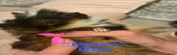 Guinea Pig rodents for sale: Gorgeous piggies for sale - Advert 12
