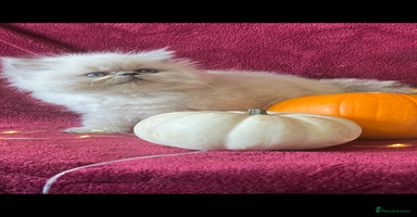 Persian cats - Advert 6