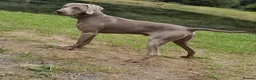 Weimaraner dogs for sale: Confirmed litter announcement in Bude - Advert 2