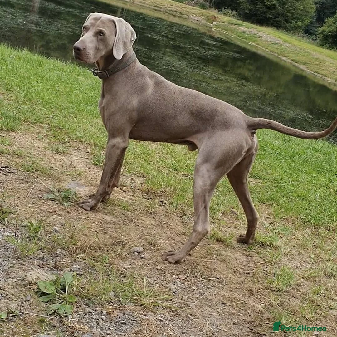 Weimaraner dogs for sale: Confirmed litter announcement in Bude - Advert 2