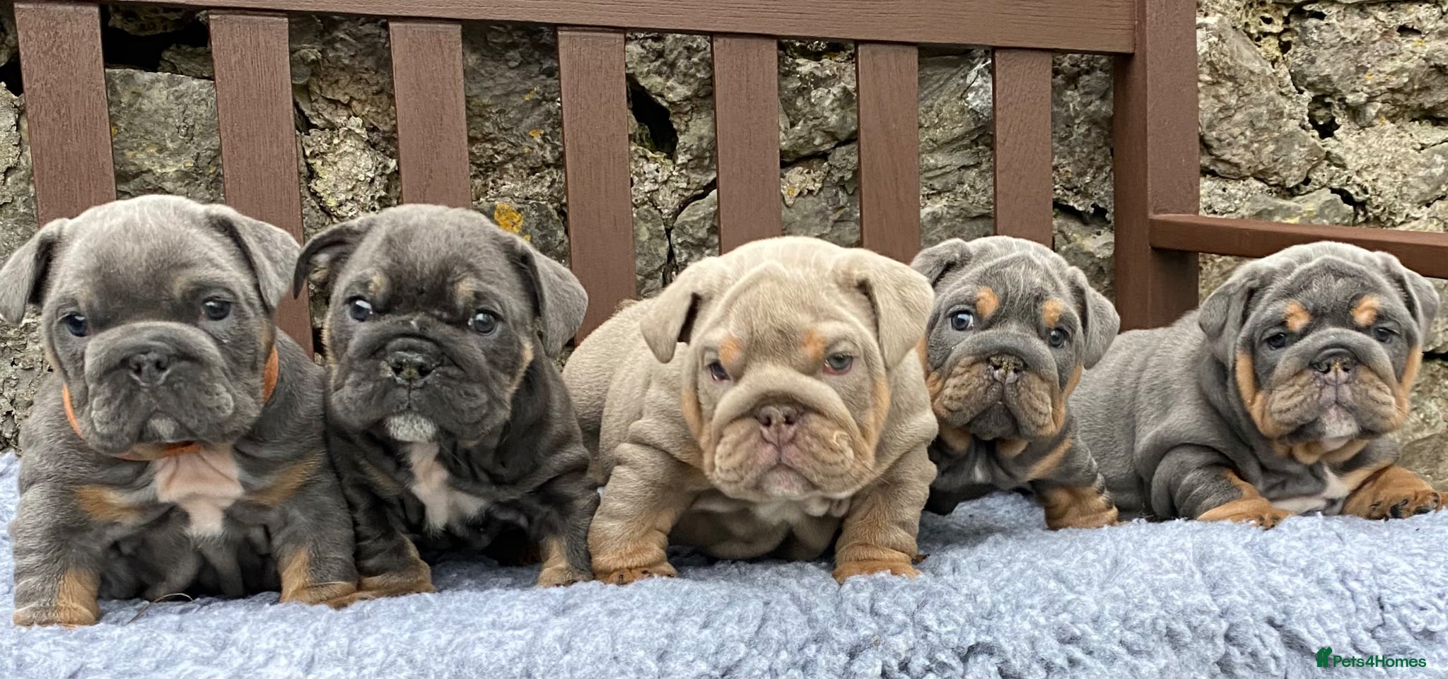 English Bulldog dogs KC registered English bulldog puppies  - Advert 2