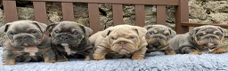 English Bulldog dogs for sale: KC registered English bulldog puppies  - Advert 1