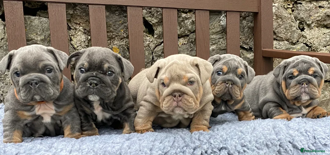 English Bulldog dogs for sale: KC registered English bulldog puppies  - Advert 1