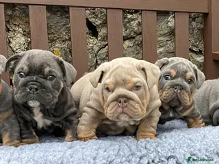 English Bulldog dogs KC registered English bulldog puppies - Advert 2