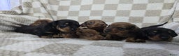 Dachshund dogs for sale: KC Standard Dachshund puppies ! - Advert 8