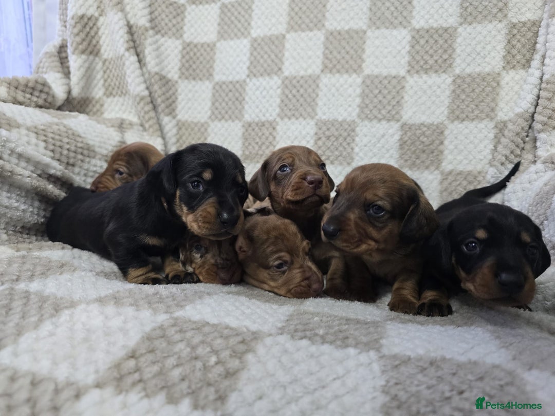 Dachshund dogs for sale: KC Standard Dachshund puppies ! - Advert 8