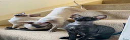 Cornish Rex cats for sale: Stunning male Cornish Rex.  - Advert 8