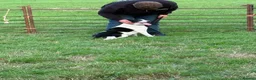 Smooth Collie dogs for sale: Female  - Advert 2