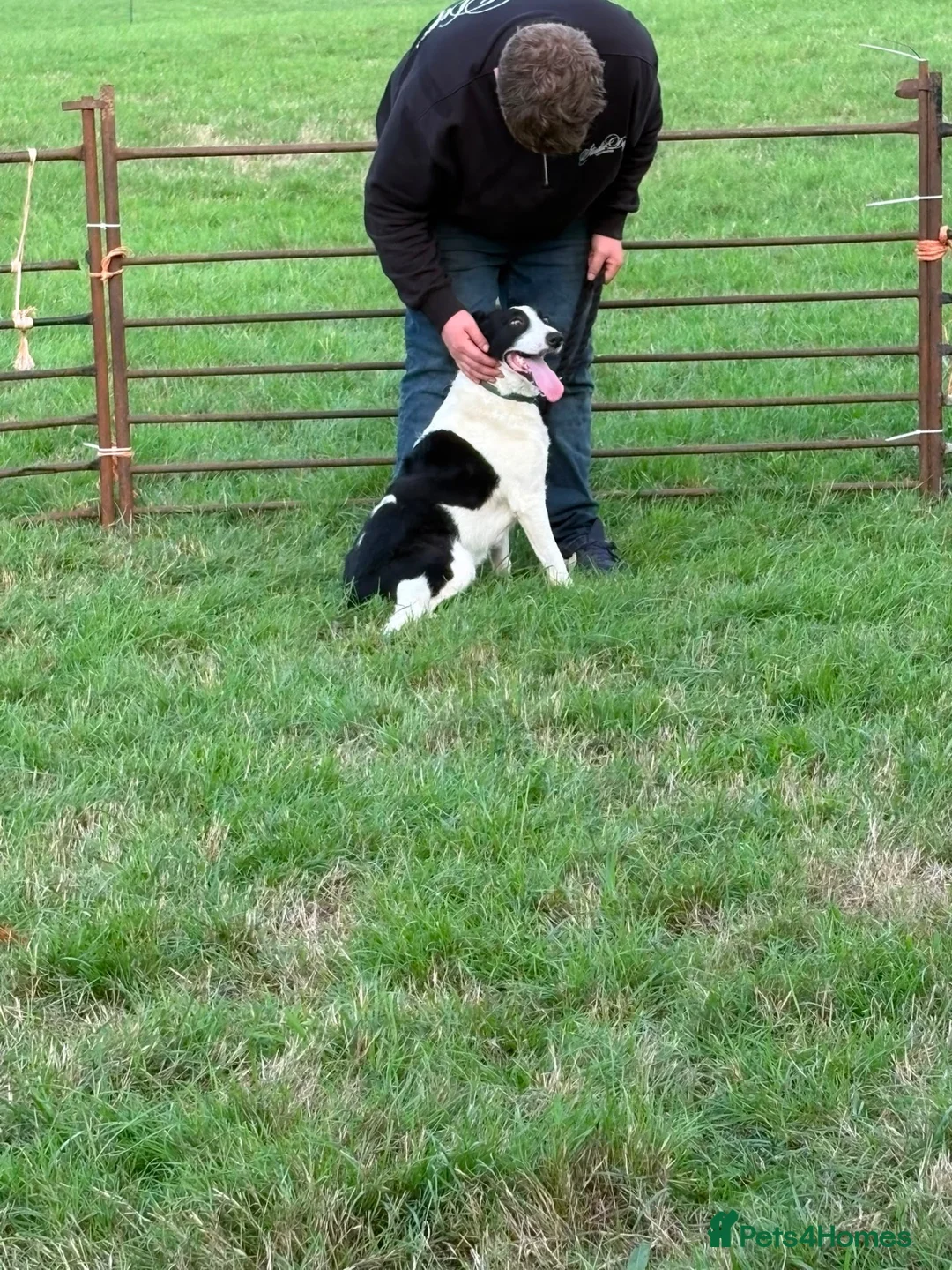 Smooth Collie dogs for sale: Female  - Advert 2