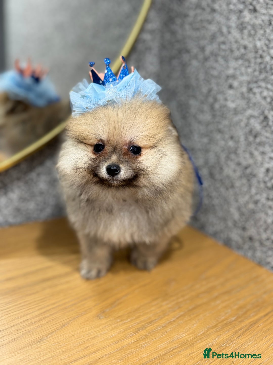 Pomeranian dogs for sale: Kc Registered last boy,ready to go! - Advert 8