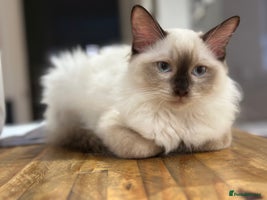 Ragdoll cats 💙 Stunning Seal Point Male - DNA Clear Parents - Advert 1