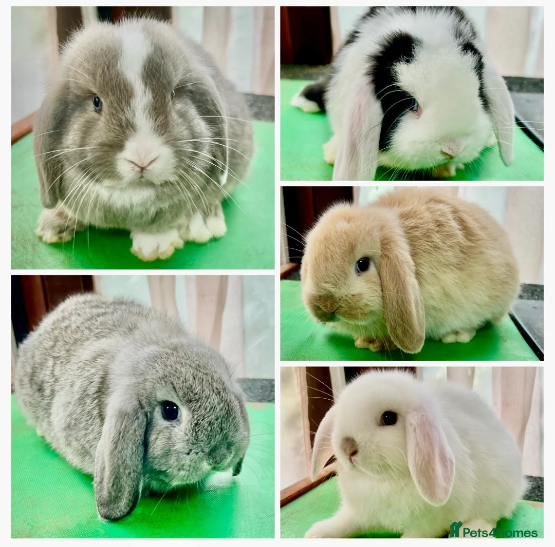 Mini Lop rabbits for sale: Beautiful coloured Mini Lops - Advert 1