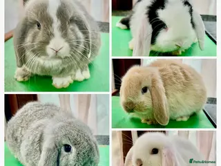 Mini Lop rabbits Beautiful coloured Mini Lops - Advert 2