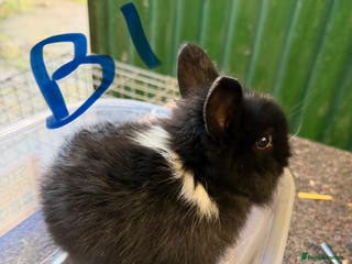 Lionhead rabbits 4 x Pure baby Lionheads 2x boys - Advert 10