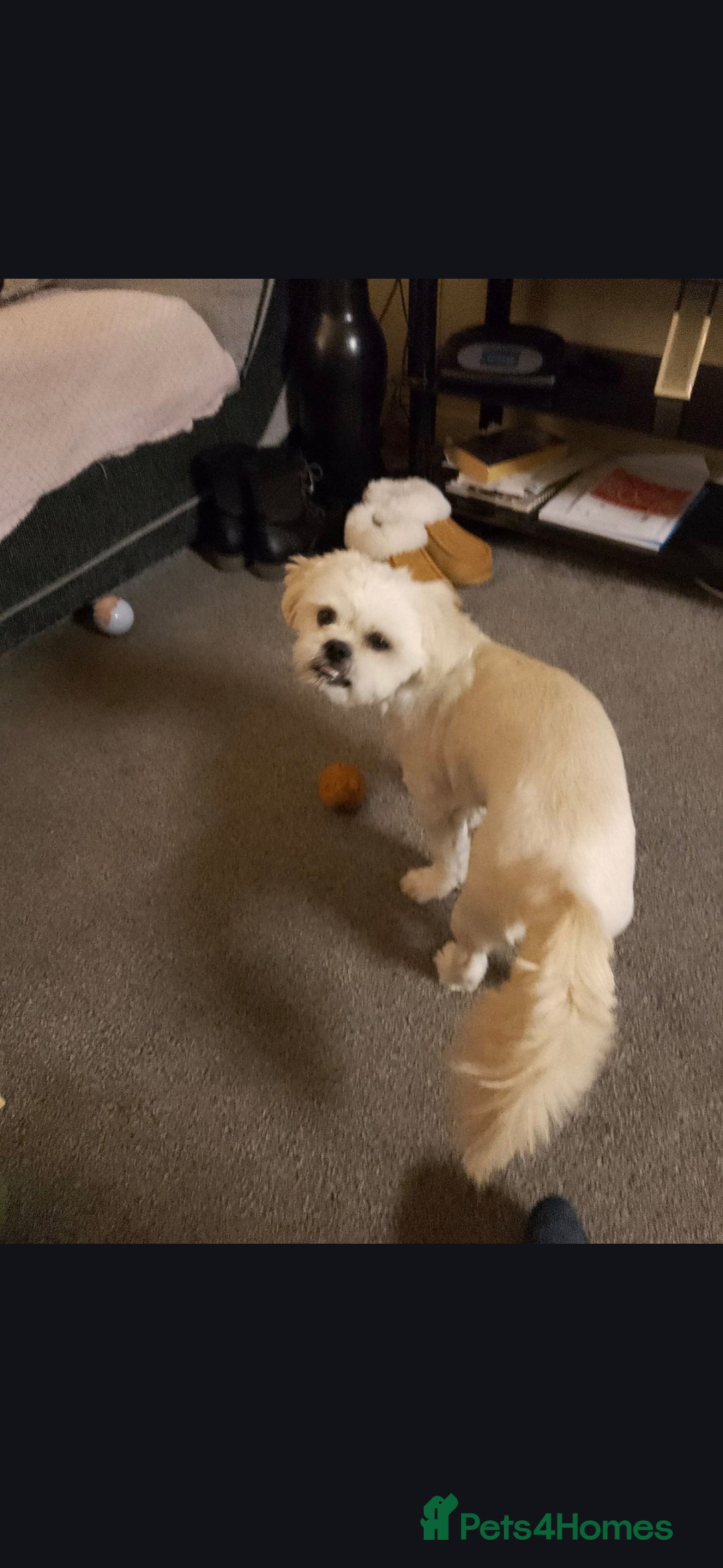 Shihpoo dogs for stud: Stud AVALIABLE!! - Advert 4