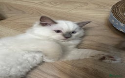 Ragdoll cats for sale: 🌸 Stunning Female Ragdoll Kitten –14 Weeks Old 🌸 - Image 2