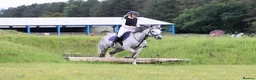 English Thoroughbred horses for sale: Mouse 9yo,16.2hh Dapple Grey Thoroughbred Gelding  - Advert 4