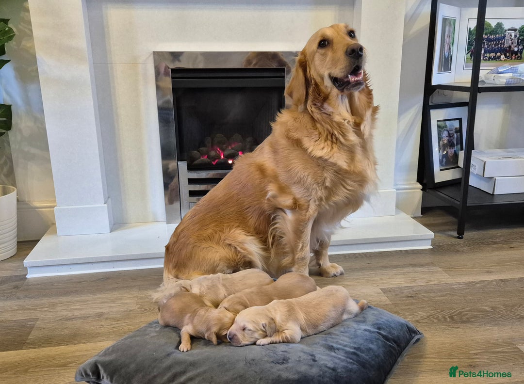Golden Retriever dogs for sale: Festive Golden Retriever Puppies! - Advert 1