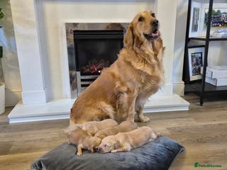 Golden Retriever dogs Festive Golden Retriever Puppies! - Advert 3