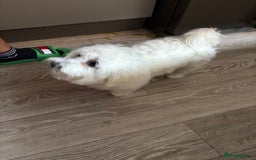 Maltese dogs for sale: Mirka - Image 3