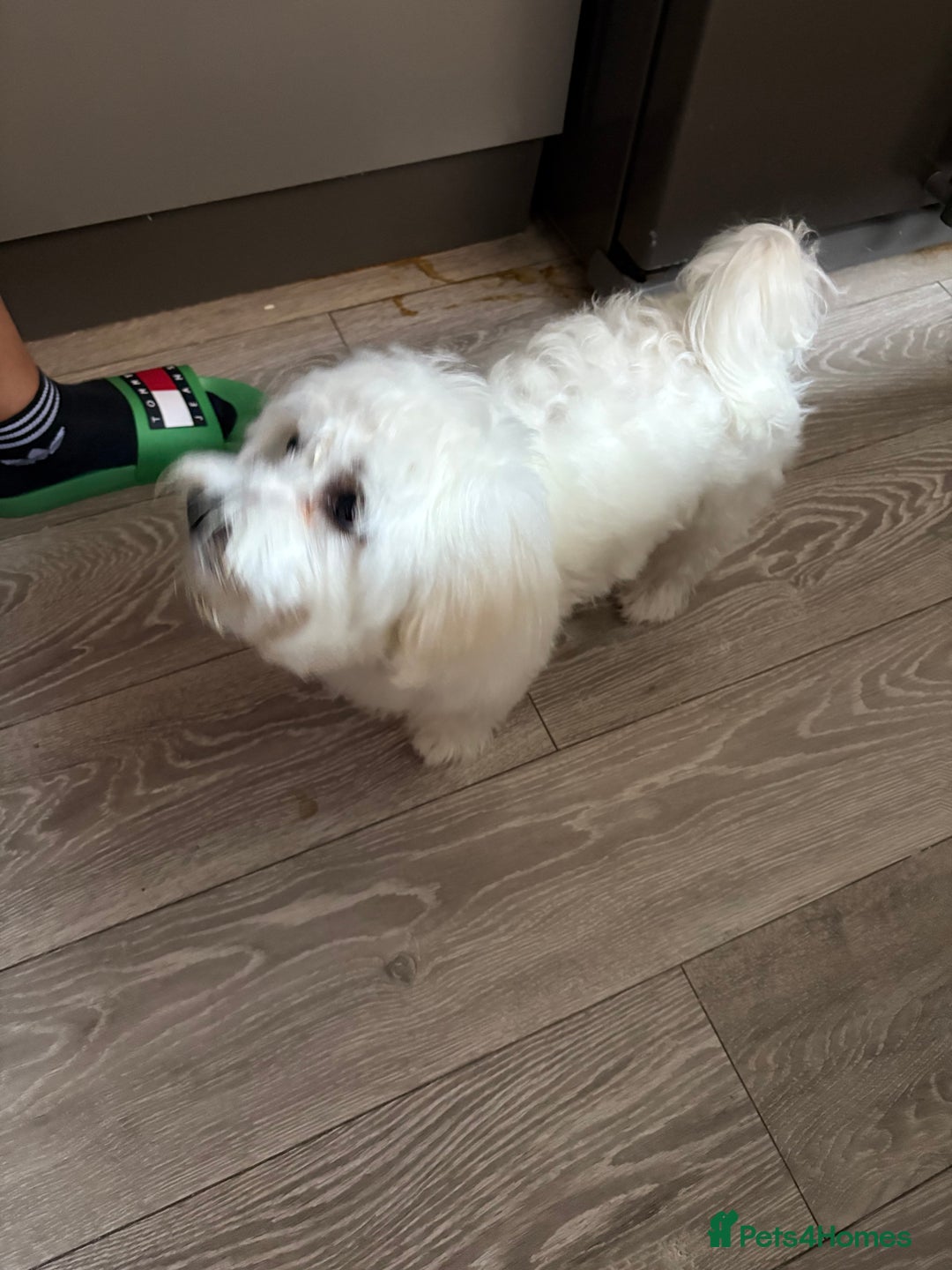 Maltese dogs for sale: Mirka - Image 3